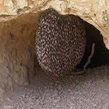 تصویر 3 از عسل طبیعی کوهستان با عطر دلنشین گل های وحشی